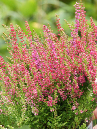 Wrzos 'Dark Beauty' Calluna vulgaris
