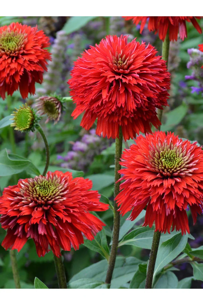 Jeżówka 'Secret Love' Echinacea