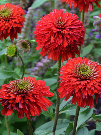 Jeżówka 'Secret Love' Echinacea