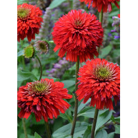 Jeżówka 'Secret Love' Echinacea