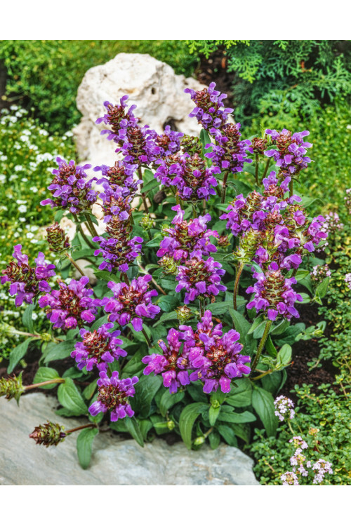 Głowienka wielkokwiatowa 'Summer Rose' | Prunella grandiflora
