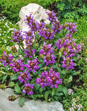 Głowienka wielkokwiatowa 'Summer Rose' | Prunella grandiflora