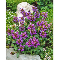 Głowienka wielkokwiatowa 'Summer Rose' | Prunella grandiflora