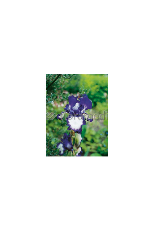 Kosaciec (Irys) amerykański 'Going My Way' Iris