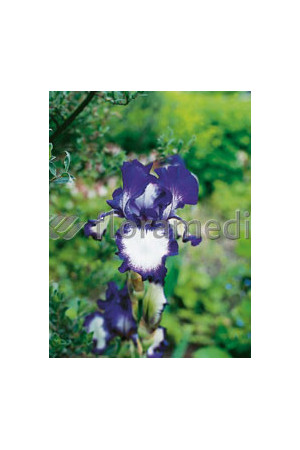 Kosaciec (Irys) amerykański 'Going My Way' Iris