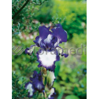 Kosaciec (Irys) amerykański 'Going My Way' Iris