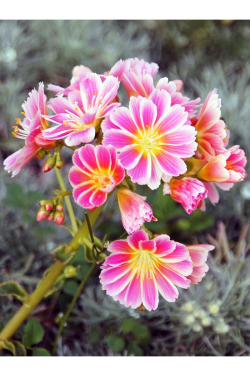 Lewizja 'Elise' | Lewisia cotyledon