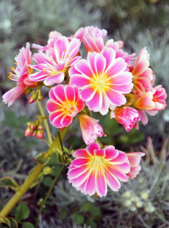 Lewizja 'Elise' | Lewisia cotyledon
