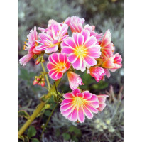 Lewizja 'Elise' | Lewisia cotyledon