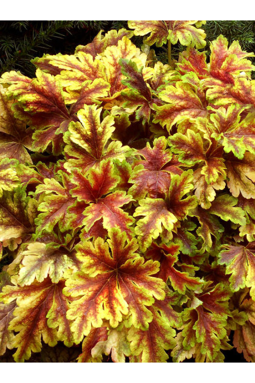 Żuraweczka (Żurawka) 'Golden Zebra' | Heucherella