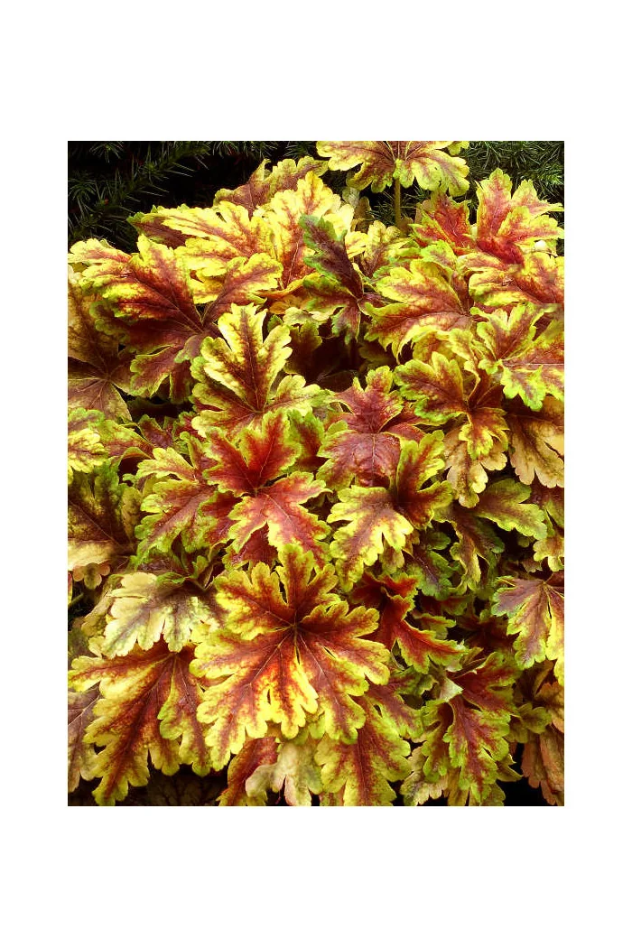 Żuraweczka (Żurawka) 'Golden Zebra' | Heucherella