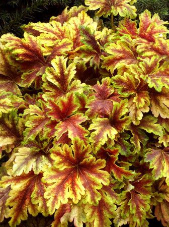 Żuraweczka (Żurawka) 'Golden Zebra' | Heucherella