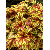 Żuraweczka (Żurawka) 'Golden Zebra' | Heucherella