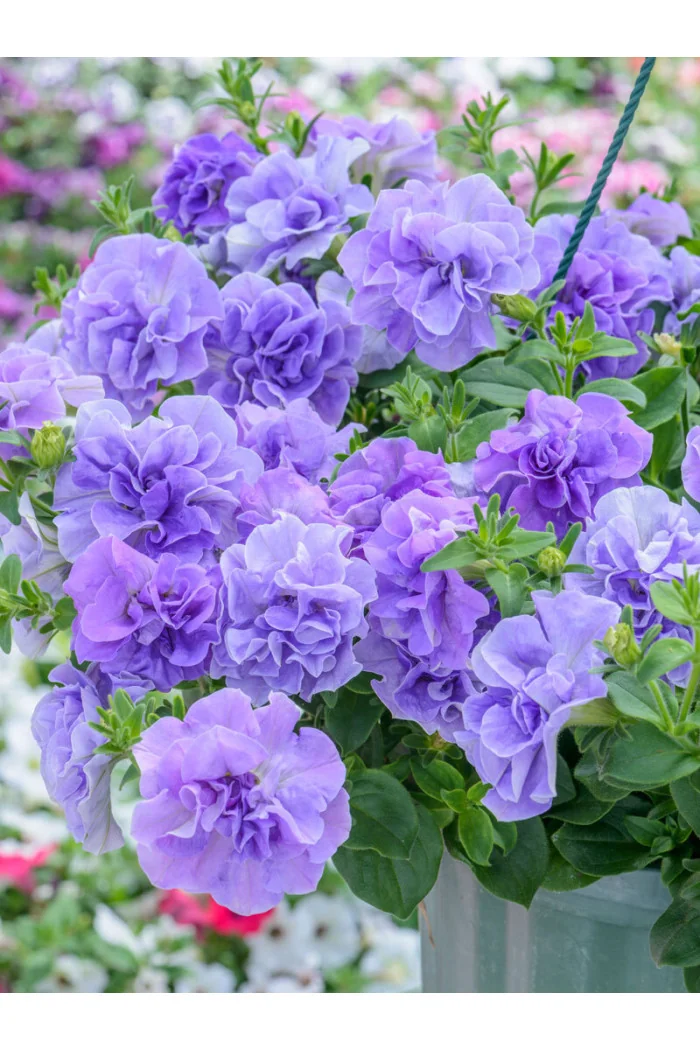 Petunia 'Tumbelina Maria' | Petunia x hybrida