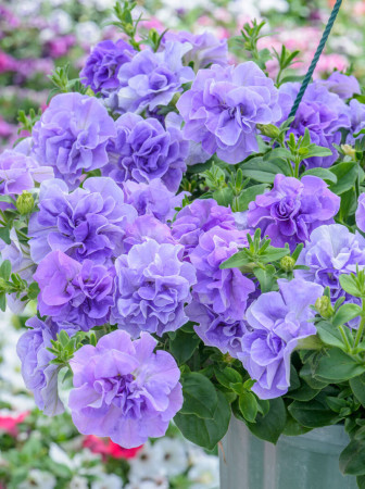 Petunia 'Tumbelina Maria' | Petunia x hybrida