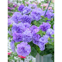 Petunia 'Tumbelina Maria' | Petunia x hybrida