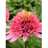 Jeżówka 'Butterfly Kisses' | Echinacea