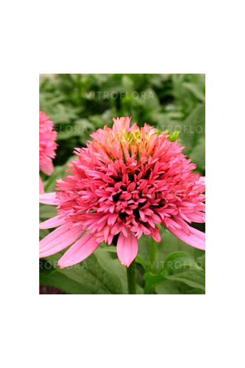 Jeżówka 'Butterfly Kisses' | Echinacea