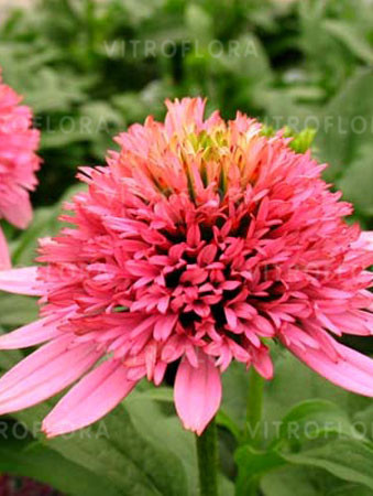 Jeżówka 'Butterfly Kisses' | Echinacea