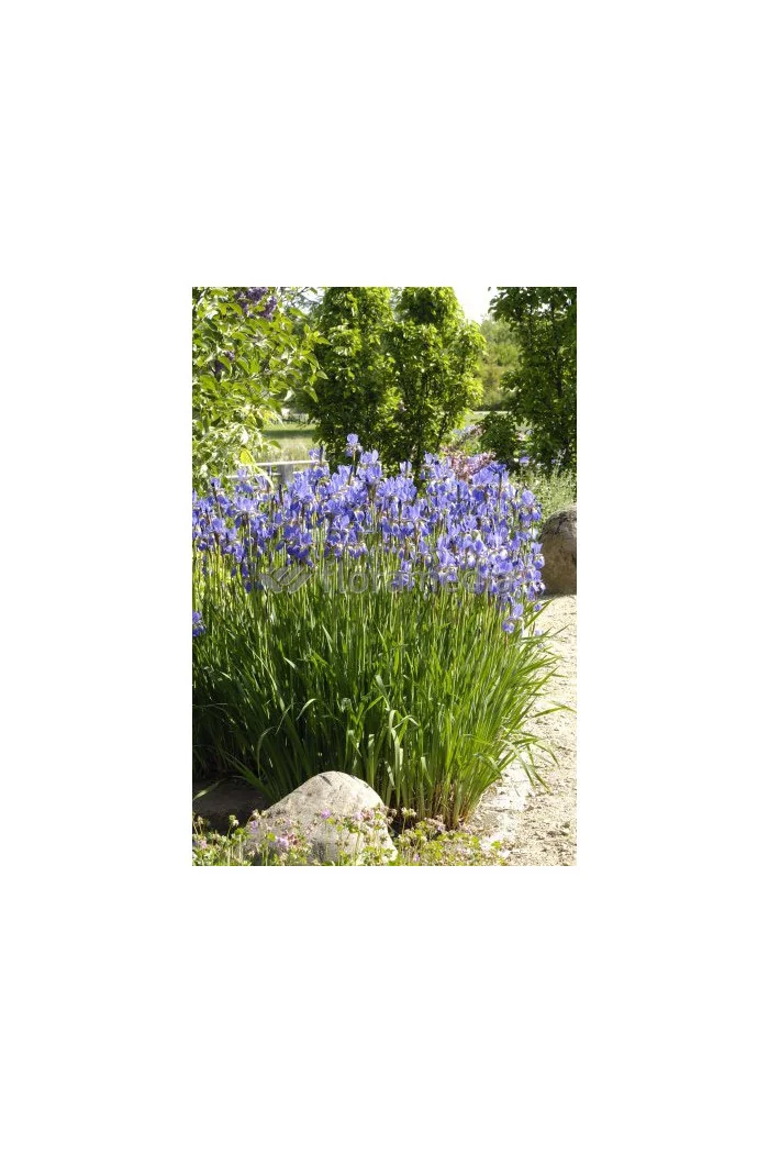 Kosaciec (Irys) syberyjski Iris sibirica