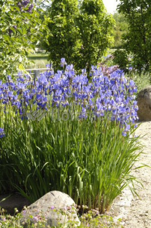 Kosaciec (Irys) syberyjski Iris sibirica