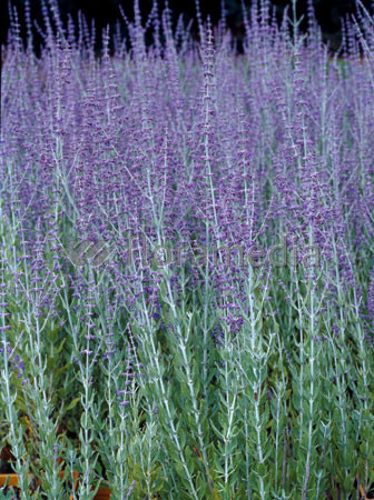 Perowskia łobodolistna 'Russian Sage' | Perovskia atriplicifolia