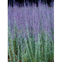 Perowskia łobodolistna 'Russian Sage' | Perovskia atriplicifolia