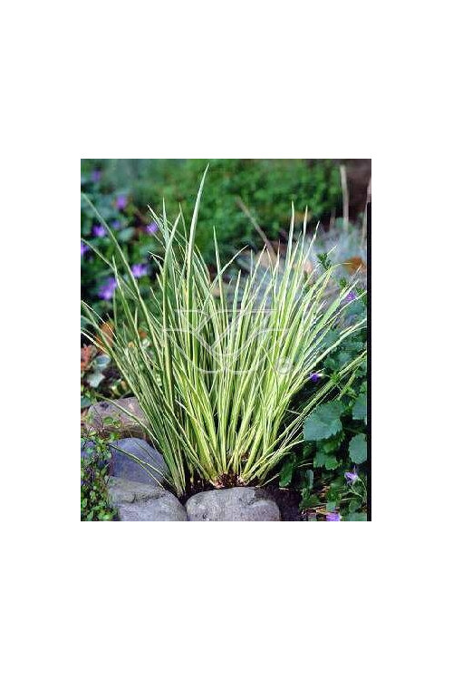 Tatarak trawiasty 'Variegatus' | Acorus gramineus