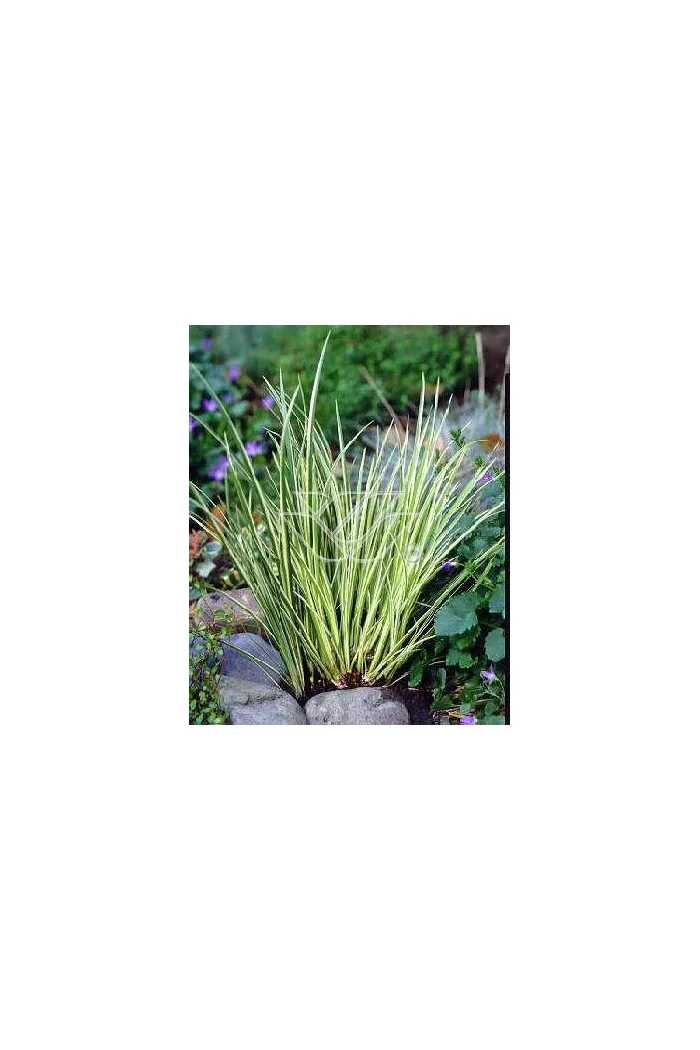 Tatarak trawiasty 'Variegatus' | Acorus gramineus