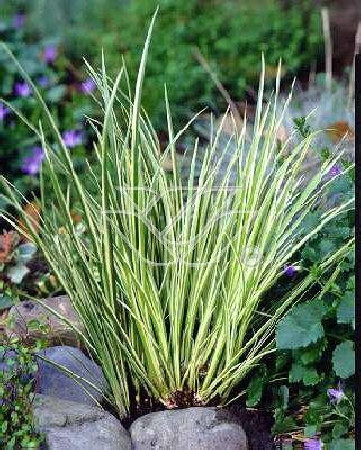 Tatarak trawiasty 'Variegatus' | Acorus gramineus