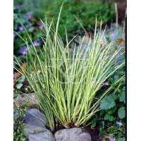 Tatarak trawiasty 'Variegatus' | Acorus gramineus