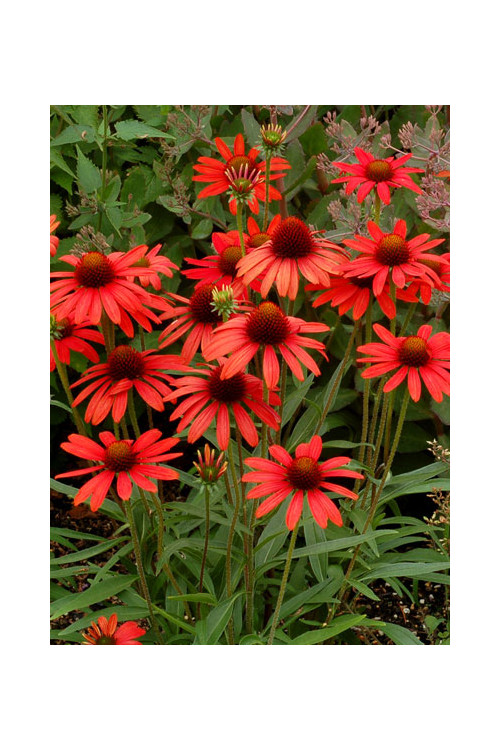 jeżówka, jeżówka Dixie Scarlet,echinacea, echinacea Dixie Scarlet