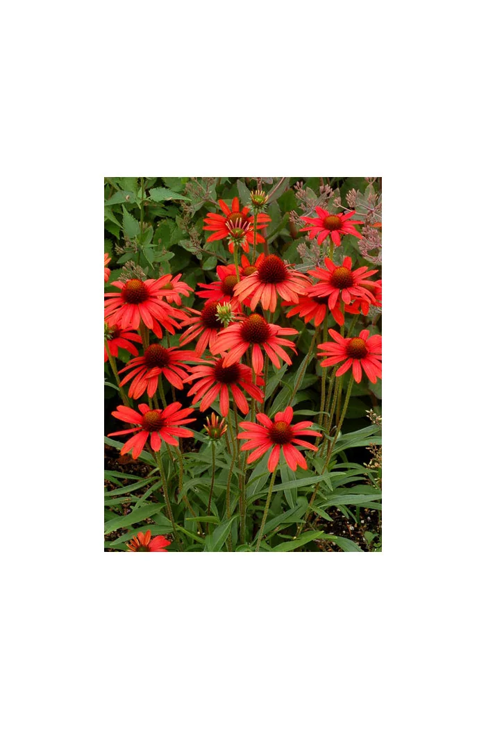 jeżówka, jeżówka Dixie Scarlet,echinacea, echinacea Dixie Scarlet