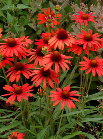 jeżówka, jeżówka Dixie Scarlet,echinacea, echinacea Dixie Scarlet