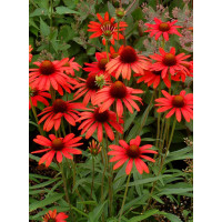 jeżówka, jeżówka Dixie Scarlet,echinacea, echinacea Dixie Scarlet