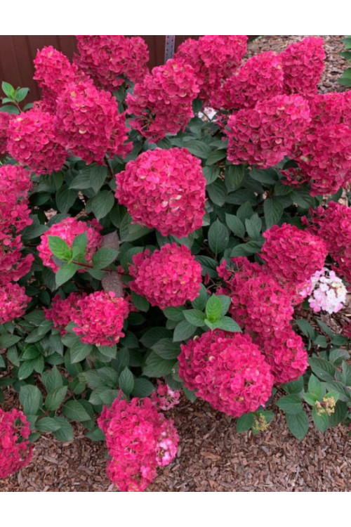 Hortensja bukietowa 'FRAMBOISINE ' (Samara Lydia) | Hydrangea panniculata