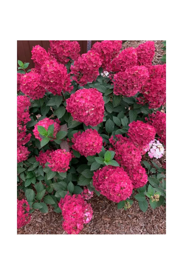 Hortensja bukietowa 'FRAMBOISINE ' (Samara Lydia) | Hydrangea panniculata