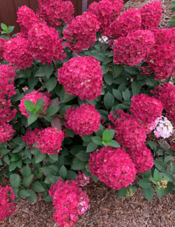 Hortensja bukietowa 'FRAMBOISINE ' (Samara Lydia) | Hydrangea panniculata