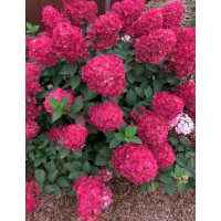 Hortensja bukietowa 'FRAMBOISINE ' (Samara Lydia) | Hydrangea panniculata