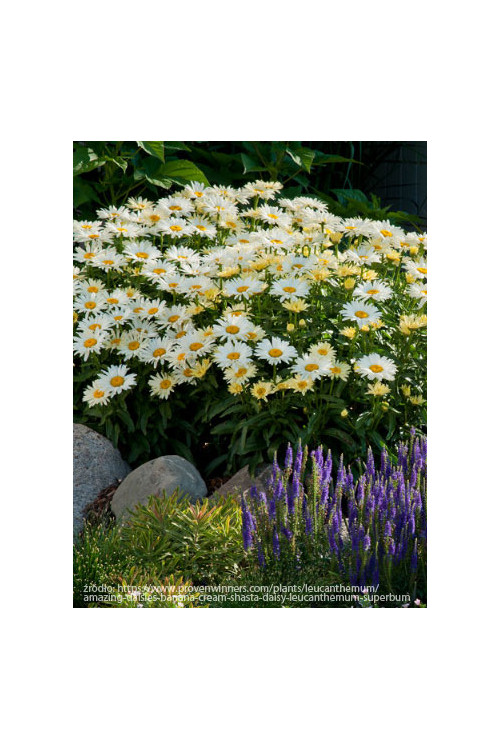 Złocień 'Banana Cream' | Leucanthemum x superbum
