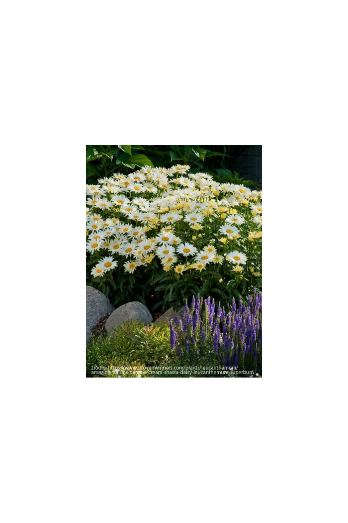 Złocień 'Banana Cream' | Leucanthemum x superbum