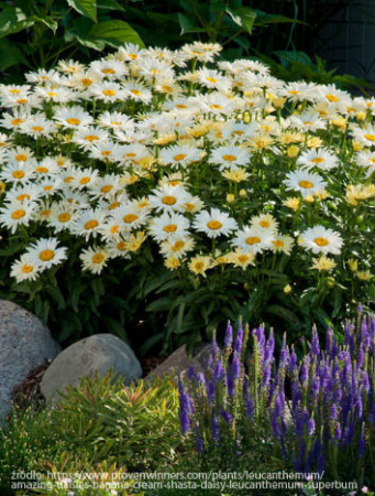 Złocień 'Banana Cream' | Leucanthemum x superbum