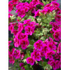 Pelargonia angielska 'Clarion Violet'