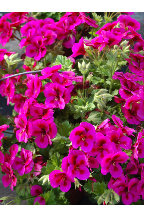 Pelargonia angielska 'Clarion Violet'