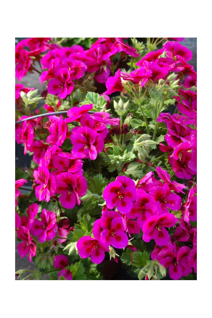 Pelargonia angielska 'Clarion Violet'