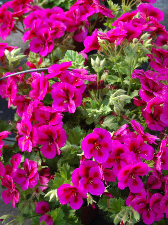 Pelargonia angielska 'Clarion Violet'