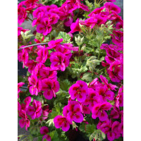Pelargonia angielska 'Clarion Violet'
