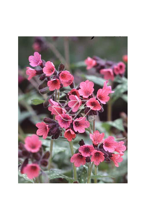Miodunka czerwona Pulmonaria rubra