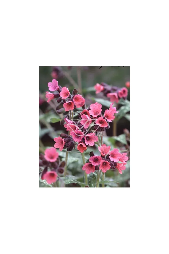 Miodunka czerwona Pulmonaria rubra