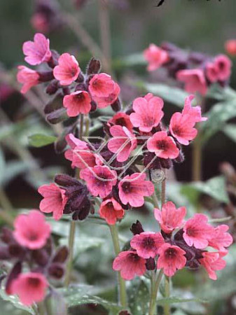 Miodunka czerwona Pulmonaria rubra